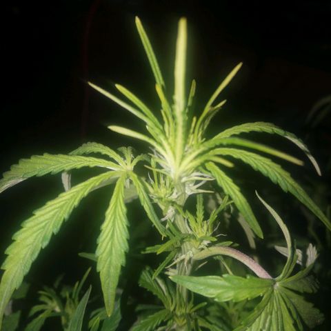  Pineapple Express growlog photo: Floracao dia 1