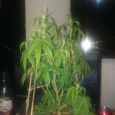  Pineapple Express growlog photo: Floracao dia 1