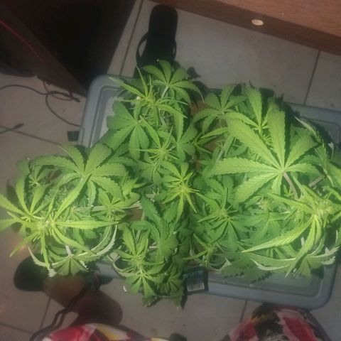  Pineapple Express growlog photo: Floracao dia 1