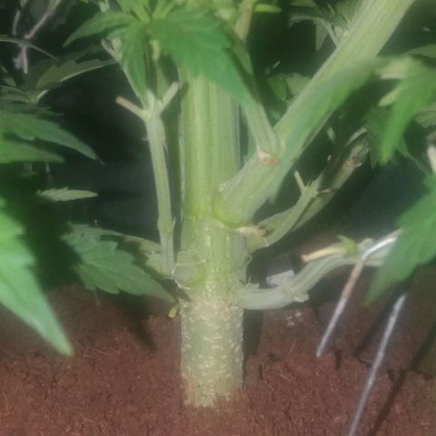  Pineapple Express growlog photo: Floracao dia 1