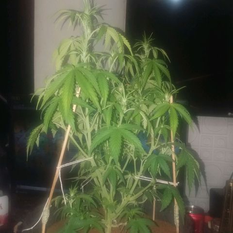 Pineapple Express growlog photo: Floracao dia 1