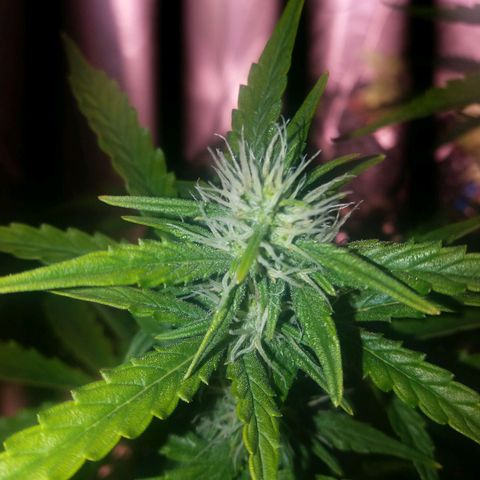  Pineapple Express growlog timeline photo
