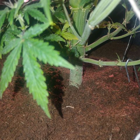  Pineapple Express growlog timeline photo