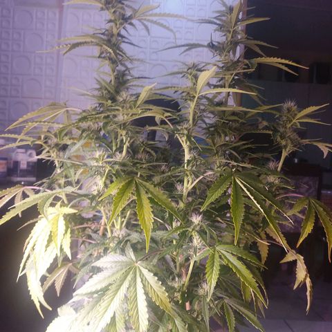  Pineapple Express growlog timeline photo