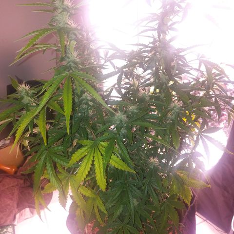  Pineapple Express growlog timeline photo