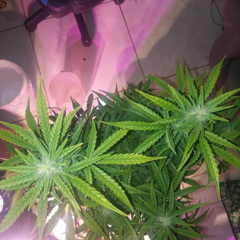  Pineapple Express growlog timeline photo