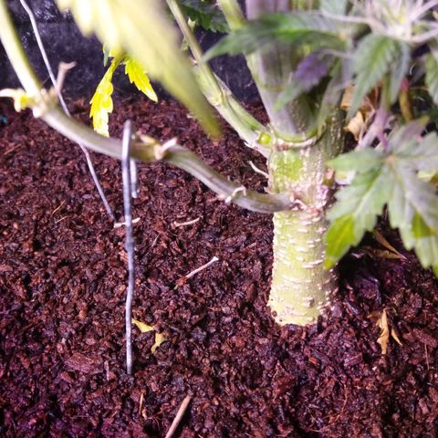  Pineapple Express growlog timeline photo