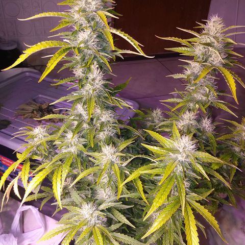  Pineapple Express growlog timeline photo