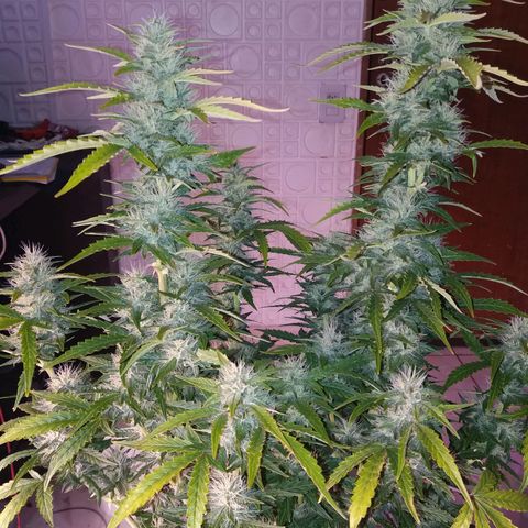  Pineapple Express growlog timeline photo