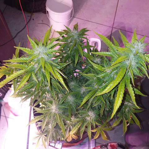  Pineapple Express growlog timeline photo