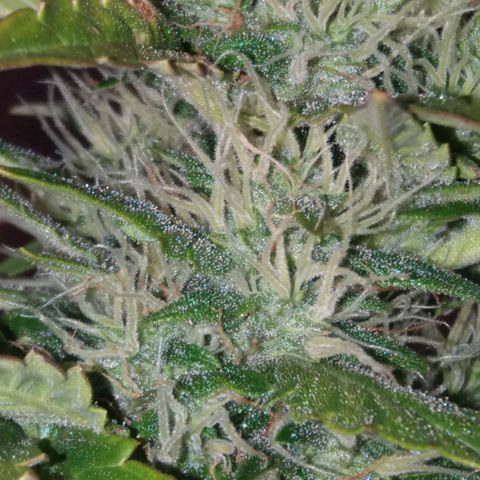  Pineapple Express growlog timeline photo