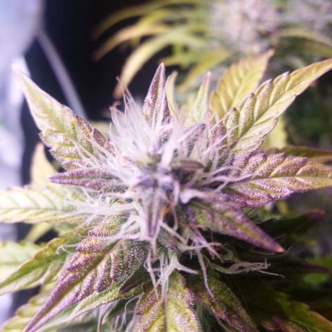  Pineapple Express growlog timeline photo