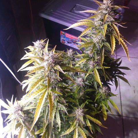  Pineapple Express growlog timeline photo