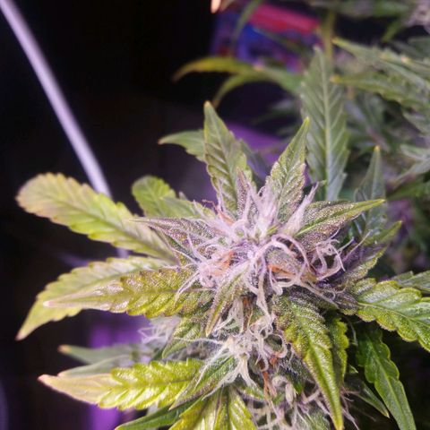  Pineapple Express growlog timeline photo