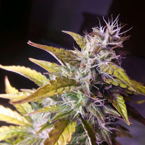  Pineapple Express growlog timeline photo
