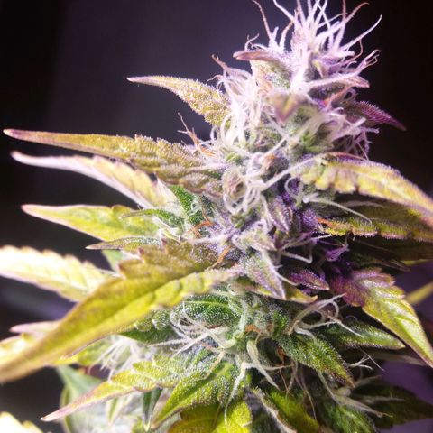  Pineapple Express growlog timeline photo