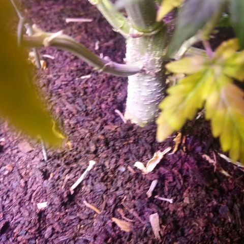  Pineapple Express growlog timeline photo