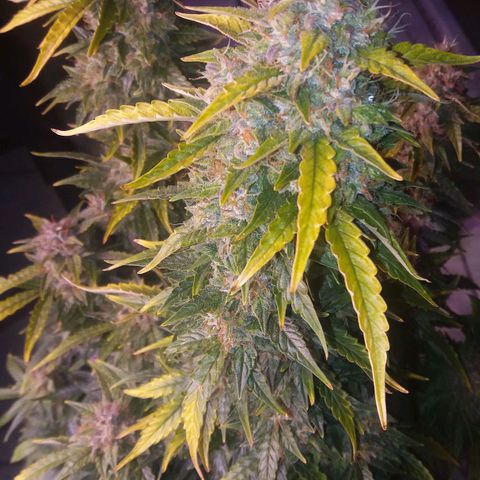  Pineapple Express growlog timeline photo