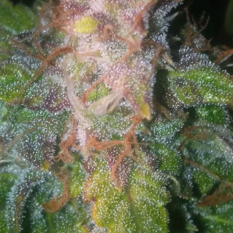  Pineapple Express growlog timeline photo