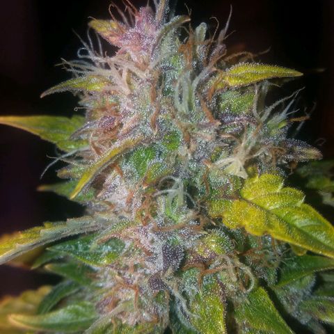  Pineapple Express growlog timeline photo