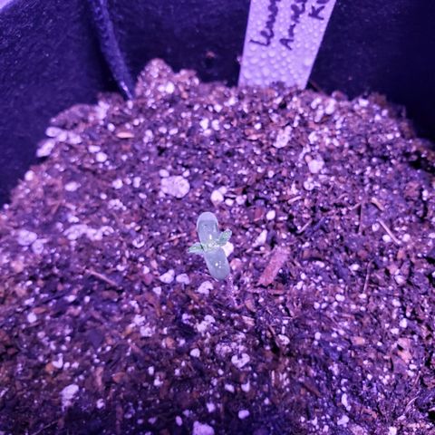 Amnesia Lemon Kush growlog timeline photo