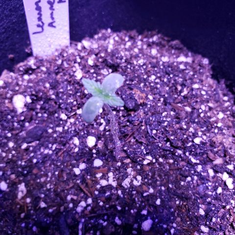 Amnesia Lemon Kush growlog timeline photo