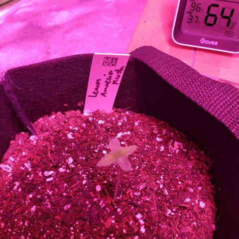Amnesia Lemon Kush growlog timeline photo