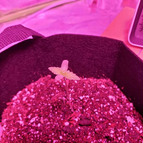 Amnesia Lemon Kush growlog timeline photo