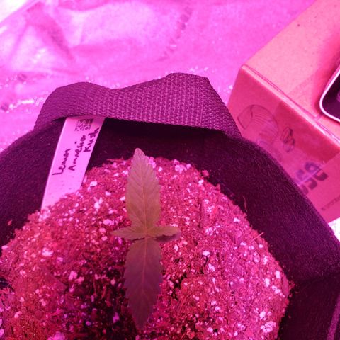 Amnesia Lemon Kush growlog timeline photo