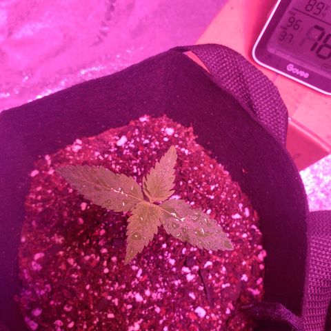 Amnesia Lemon Kush growlog timeline photo