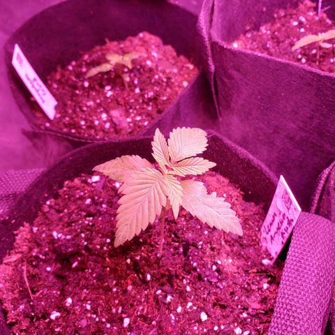 Amnesia Lemon Kush growlog timeline photo