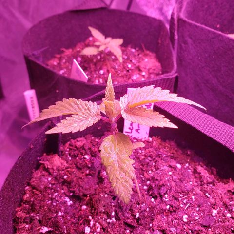 Amnesia Lemon Kush growlog timeline photo