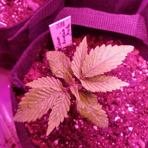 Amnesia Lemon Kush growlog timeline photo