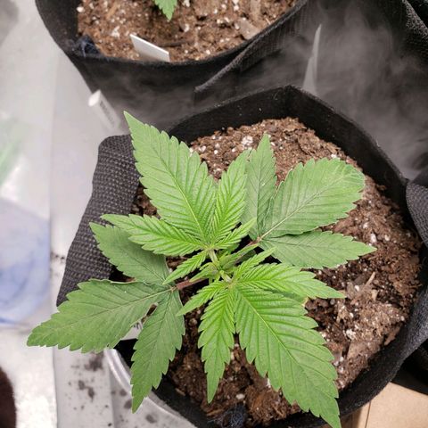 Amnesia Lemon Kush growlog timeline photo