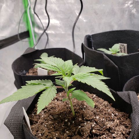 Amnesia Lemon Kush growlog timeline photo