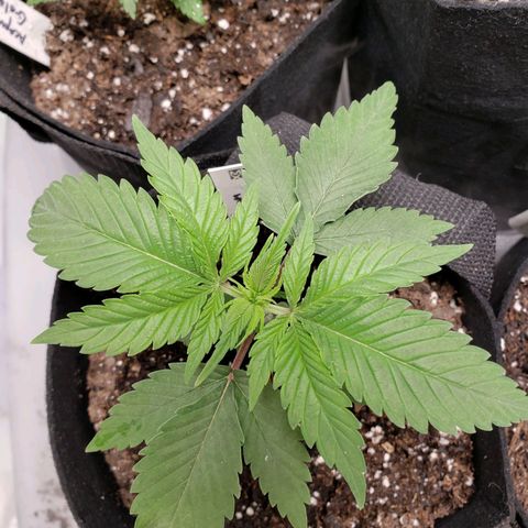Amnesia Lemon Kush growlog timeline photo