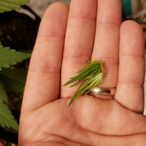 Amnesia Lemon Kush growlog timeline photo