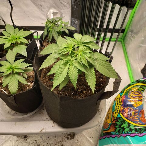 Amnesia Lemon Kush growlog timeline photo