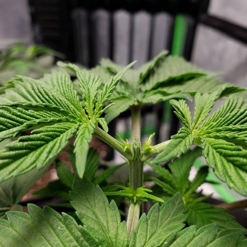 Amnesia Lemon Kush growlog timeline photo