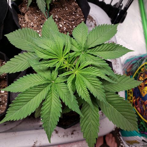 Amnesia Lemon Kush growlog timeline photo