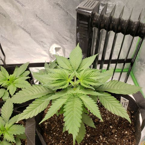 Amnesia Lemon Kush growlog timeline photo
