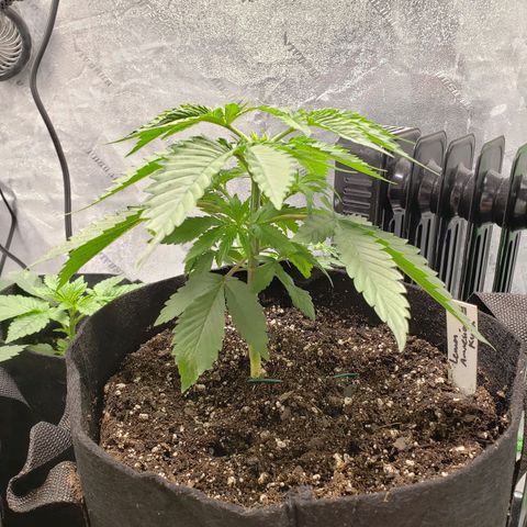 Amnesia Lemon Kush growlog timeline photo
