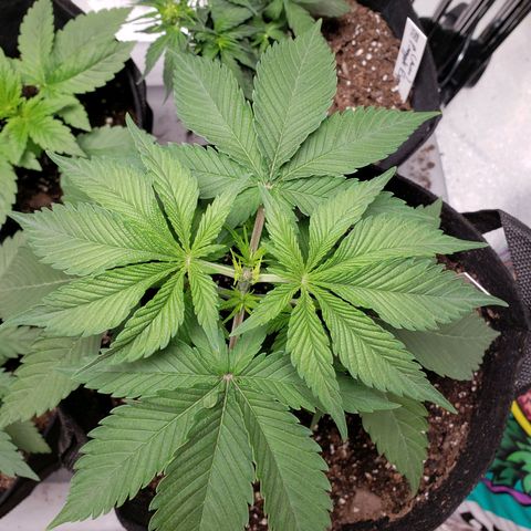 Amnesia Lemon Kush growlog timeline photo