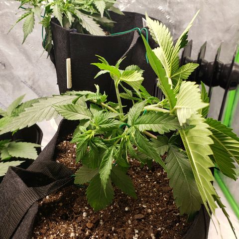Amnesia Lemon Kush growlog timeline photo