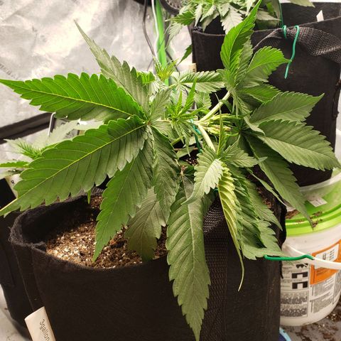 Amnesia Lemon Kush growlog timeline photo