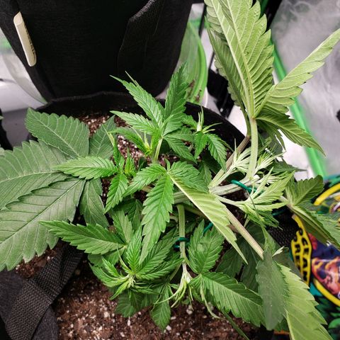 Amnesia Lemon Kush growlog timeline photo