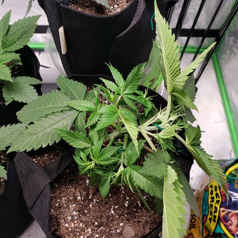 Amnesia Lemon Kush growlog timeline photo