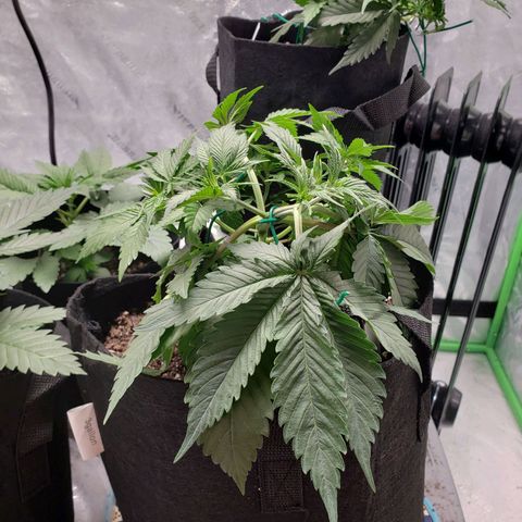 Amnesia Lemon Kush growlog timeline photo