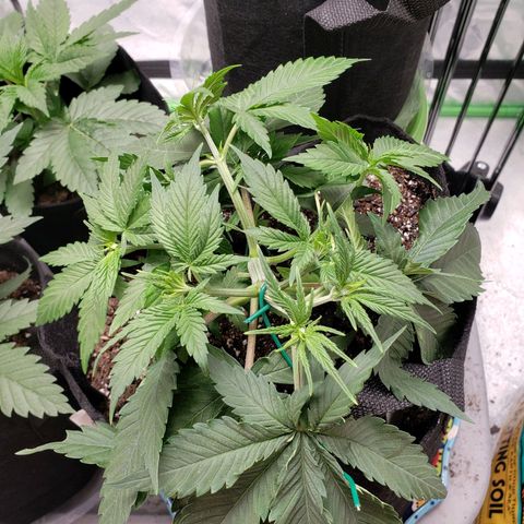 Amnesia Lemon Kush growlog timeline photo