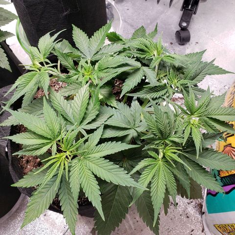 Amnesia Lemon Kush growlog timeline photo